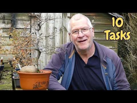 10 Essential Mid Winter Bonsai Tasks for a Brilliant Spring 2026