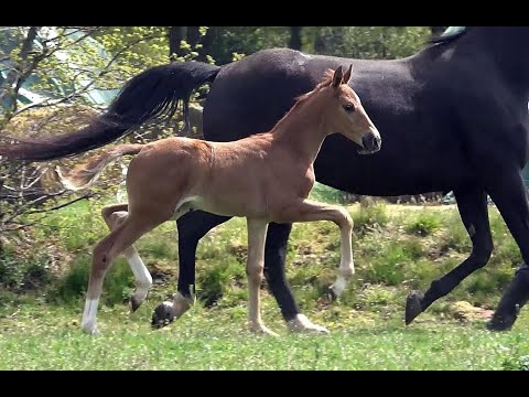 *2020 Stute von Dohnanyi - Swarovski SOLD!!!