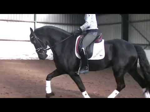 Stal Okkema's Tom gelding of 2014