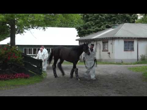 Epicharis Arrives at Belmont Park for the 2017 Belmont Stakes