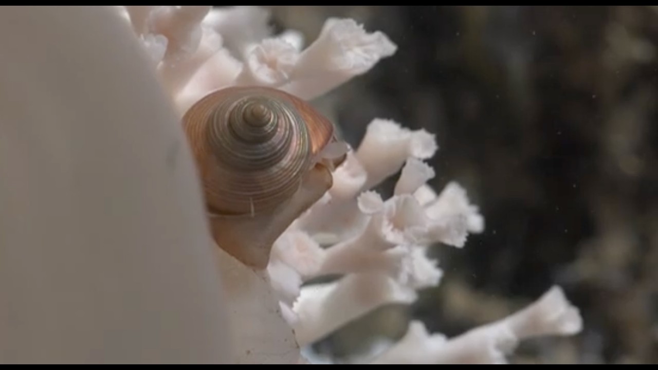 Uruguayan Expedition Discovers Extensive Deep-Sea Coral Reefs and New Marine Species