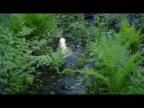 SoulPlay Festival 2016 - Nature