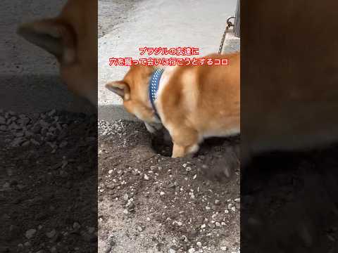 うちの犬が芝生に穴を開けるのはなぜですか?理由と解決策  庭園