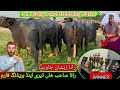 S K Dairy Breeding Farm Rana Sahab Khan Nili Ravi Buffaloes Rana Zeeshan Vicky Faisalabad