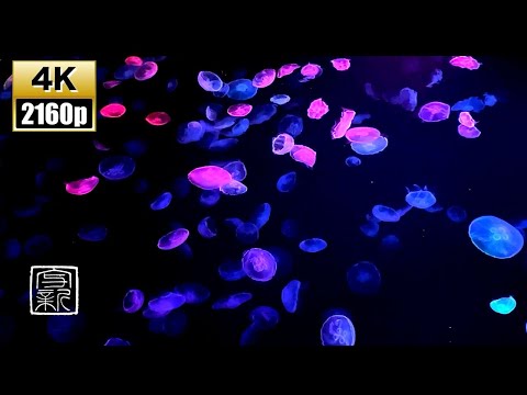 Quick Relax then fall asleep, 4K UHD/12HRS 🌈Rainbow Moon Jellyfish with beach🌊Sound.