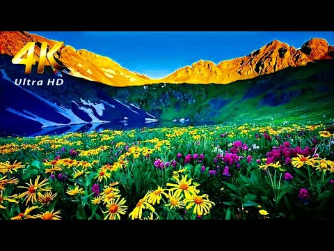 🎶-4K-UHD Vídeo, Incríveis Imagens de Flores 💐,e seu Belíssimo Colorido