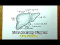 Human Liver anatomy drawing/ How to draw Liver Anatomy diagram in easy way