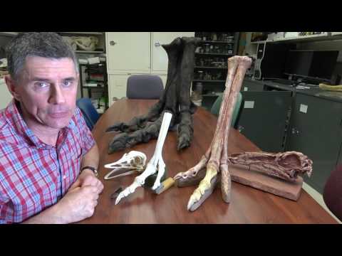 Random Act of Anatomy - ostrich & Gallimimus feet.