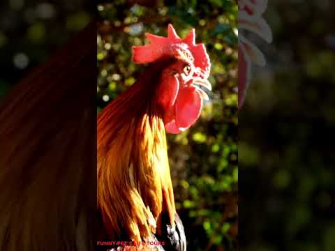 The biggest roosters compilation - Crowing roosters of more than 100 heritage chicken breeds! 2024