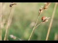 Koniec Świata - Cynamon 