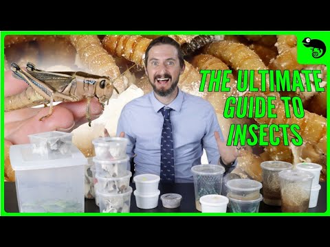 There Are Amazing Feeder Insects You Don't Even Know Exist... Yet!