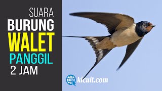 Download lagu Suara PANGGIL Burung Walet - Durasi 2 Jam mp3