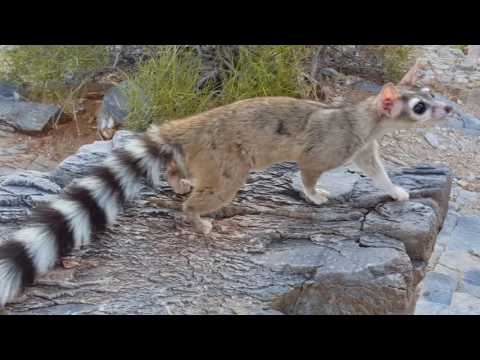Wild Female Ring Tailed Cat gets her Payday!