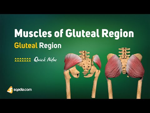 Lower Limb: Gluteal Region | Muscles of Gluteal Region | Medical Student Tips and Mnemonics