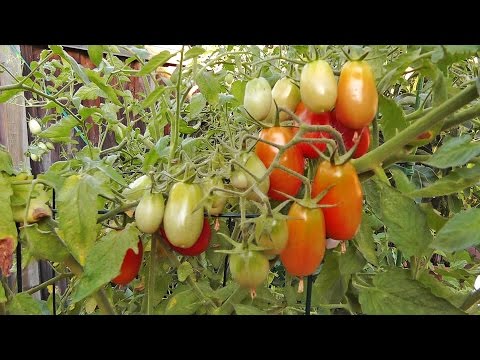 YouTube video about: How to protect tomatoes from birds?