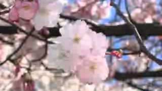 This love - John Stevens