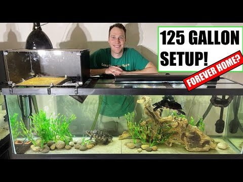 125 Gallon Turtle Tank Setup - No Sand - FOREVER HOME SIZE!
