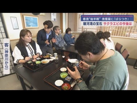 YouTube Video どうなる?サクラエビの春漁 回復基調にはあるが… 黒潮大蛇行の影響は?