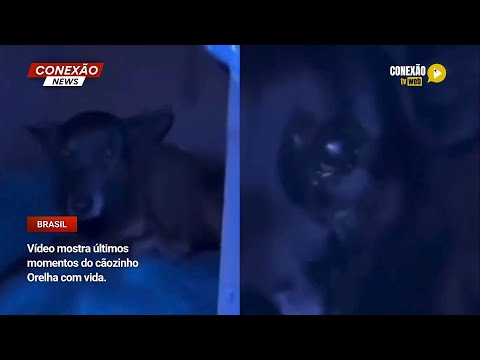 Vídeo: Vídeo mostra últimos momentos do cãozinho Orelha com vida.
