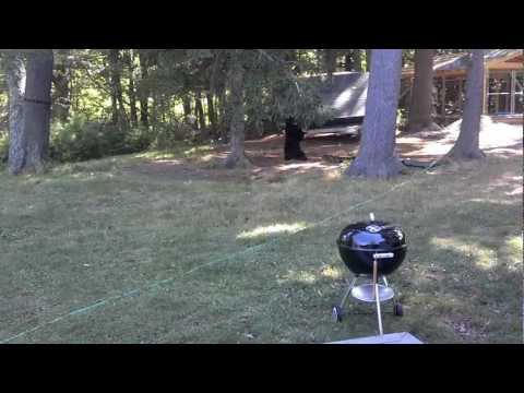 Black Bear Paxton, MA