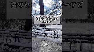 【30歳専業主婦】アメリカ🇺🇸ニューヨークのセントラルパークで遊んでみた#shorts#アメリカ生活#ニューヨーク生活#セントラルパーク#駐在妻