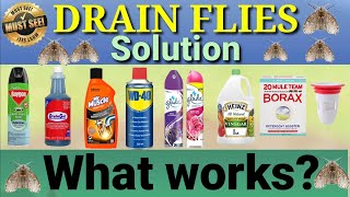 Drain Flies Solution. What works? What does not?