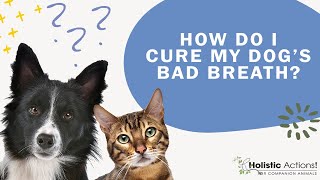 FAQ: How do I cure my dog’s bad breath?