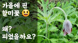 가을에 할미꽃? / 왜? 피었을까요?