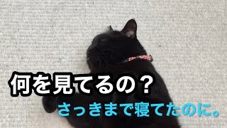へそ天で寝てたキキ、突然探索を始める