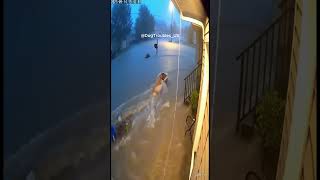 Golden Retriever Pulls Drifting Kitten to Safety Before Debris Surge #cctv #dog #saveing