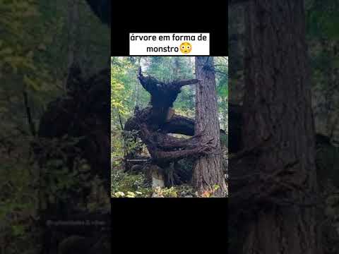 Coisas mais estranhas encontradas nas florestas Part:3😨⚠️#shorts