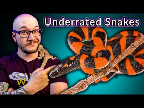 Top Five MOST Underrated Snakes That You Didn't Even Know Existed