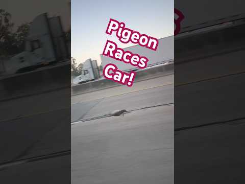 Pigeon Races Vehicle at 59 mph