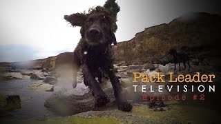 PLTV #2  - Dog Training For Humans - A Trip To The Beach