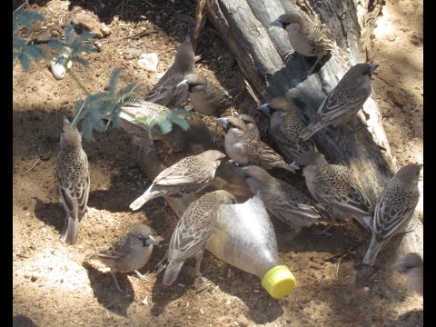 Birds Drinking Water in the Kgalagadi Transfrontier Park