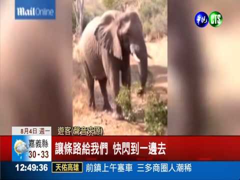 遊客靠太近! 大象發怒追著跑