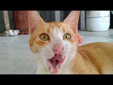 CLEFT PALATE CAT #cutecats #cleftpalate #puspin