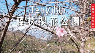 藤枝櫻花公園｜賞櫻季前的探索 - Tengjhih