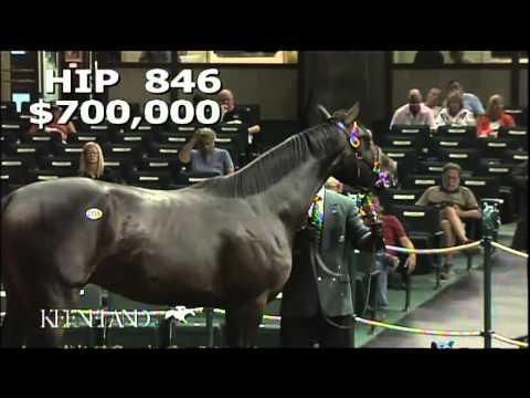 2013 September Yearling Sale - Hip 846, Gold Shield, Medaglia d'Oro-Dream Supreme colt