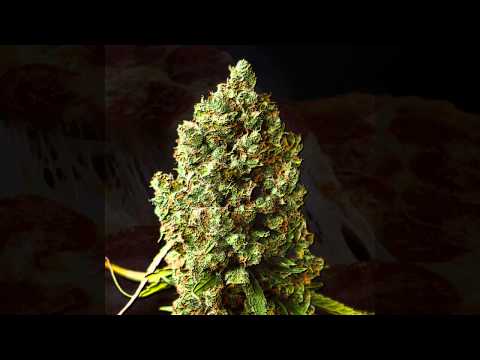 Zdoniu - Gastromagia (feat. Knesu, Beduin)