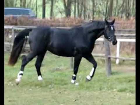 Danciero 20 11 2011 schrecksbach