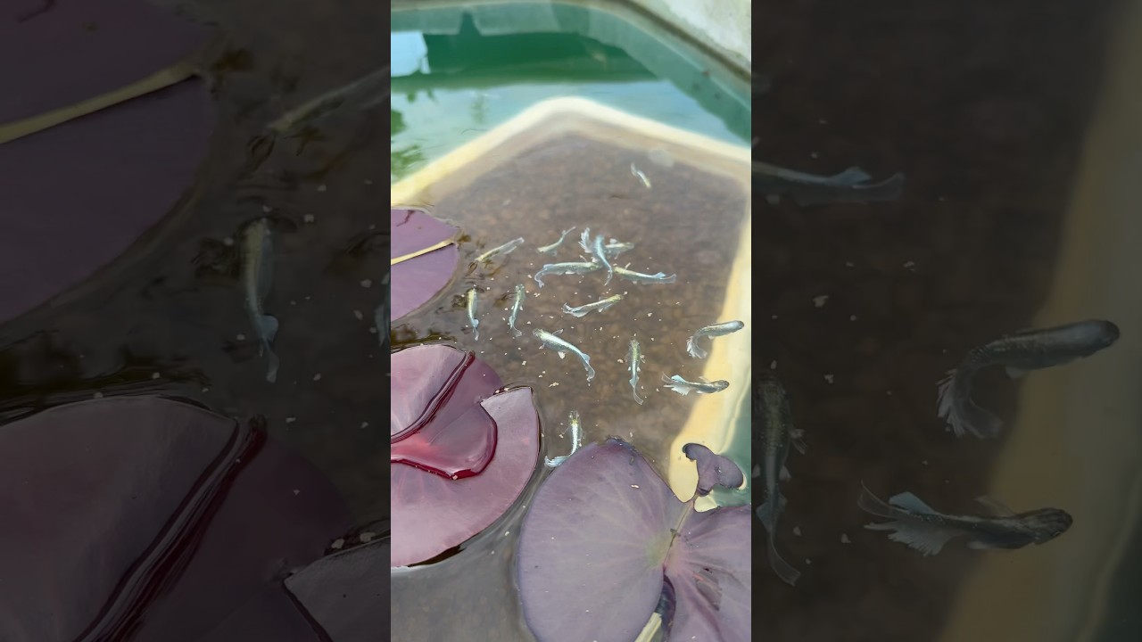 3/30エメキンのヒラヒラが美しい！ #アクアリウム #ガーデニング #aquarium #ビオトープ #メダカ #koi #水槽部屋 #guppy #めだか #medak