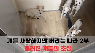 개를 사랑하지만 버리는 나라 2부 - 버려진 개들의 초상