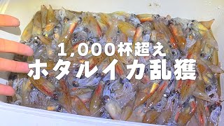 5泊6日で富山県に行ってホタルイカすくいで1000匹以上乱獲した