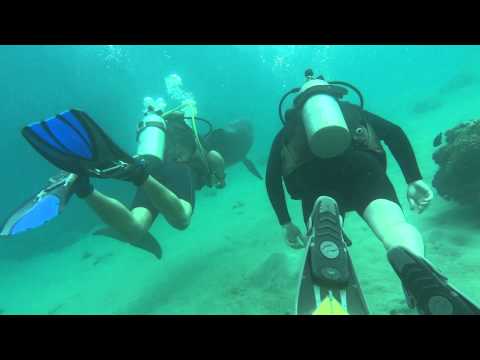 Diving with dolphins, Dolphin Reef, Eilat, Israel