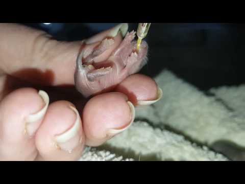 image-What do baby moles eat?