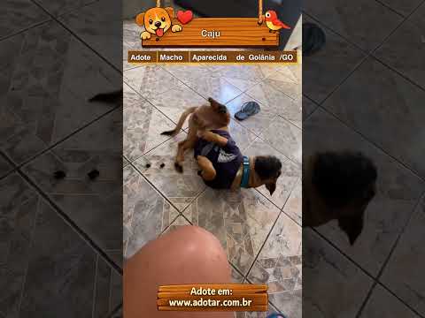 Vídeo de Caju
