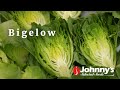 Video for Bigelow