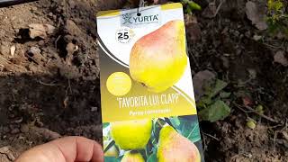 Astazi am plantat POMI FRUCTIFERI pe spalieri -  #bacau #vlog #pomi #romania #fructe #cules