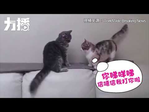 連打架都輸在開頭